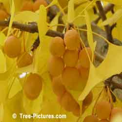 Ginkgo: Fruit of the Ginkgo Biloba Tree