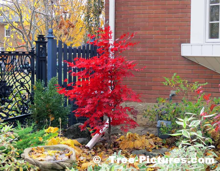 Japanese Maple, Urban Red Maple Tree Species planted on Corner of House, 1.5 metres high(5-6') planted about 3 years ago | Maple Trees at Tree-Pictures.com