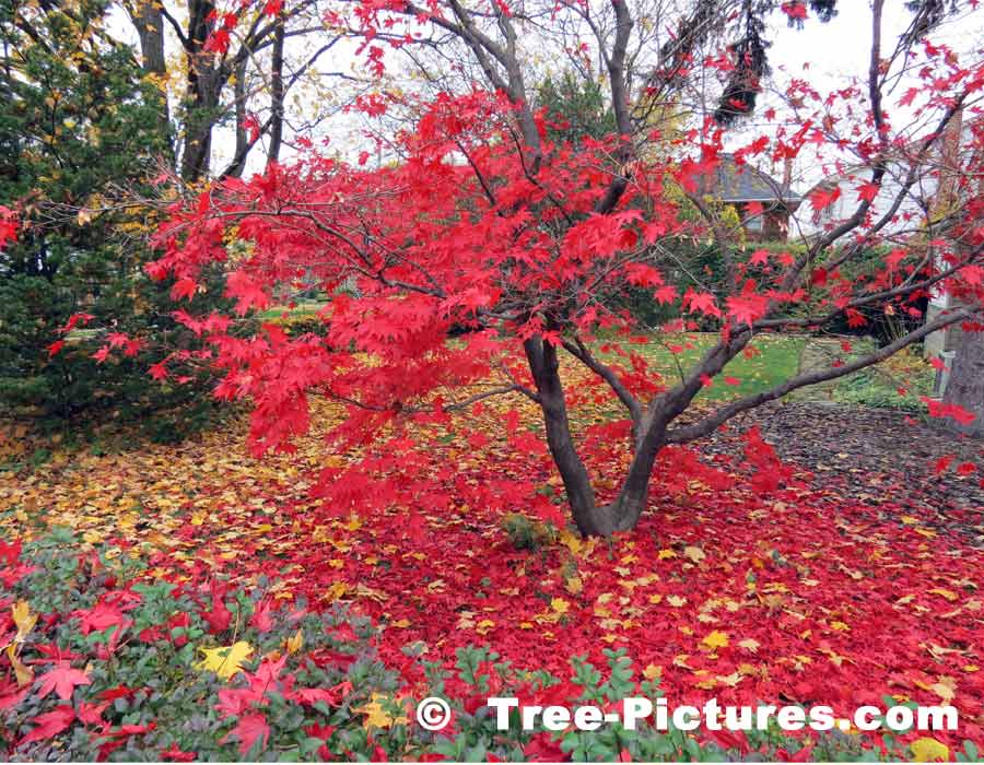 Maple Trees, Striking Photo of Japanese Maple Losing its Leaves in the Fall | Maple Trees at Tree-Pictures.com