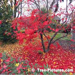 Maple Trees, Striking Photo of Japanese Maple Losing its Leaves in the Fall | Maple Trees @ Tree-Pictures.com
