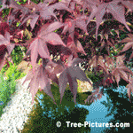 Burgundy Red Leaves of the Japanese Maple | Tree+Oak+Leaves @ Tree-Pictures.com