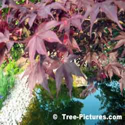 Burgundy Red Leaves of the Japanese Maple | Red Japanese Maples @ Tree-Pictures.com