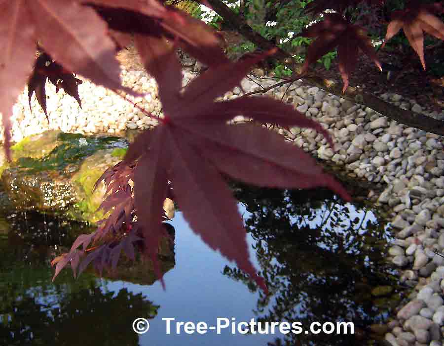 Japanese Maple Leaf | Maple Trees at Tree-Pictures.com