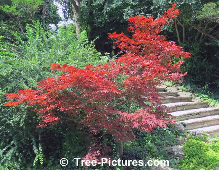 Japanese Maples: Photo of Japanese Maple Tree | Maple Trees at Tree-Pictures.com