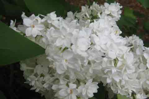 White Lilac Tree Blossoms Picture, Pictures of  Lilac Trees