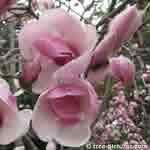 Pink Magnolia Tree Blossoms