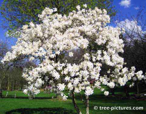 Magnolia Tree White