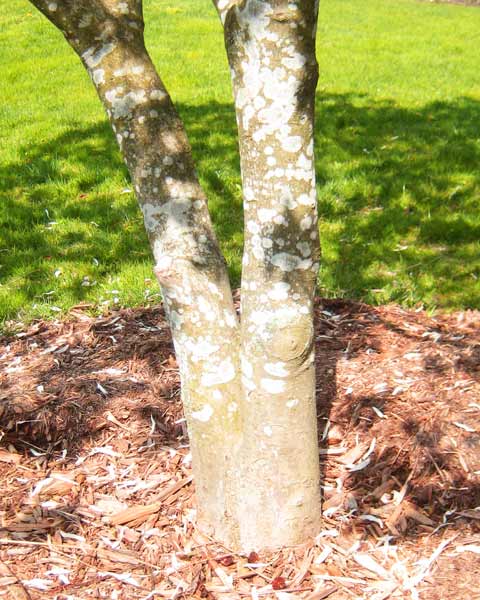 Magnolia Tree Bark