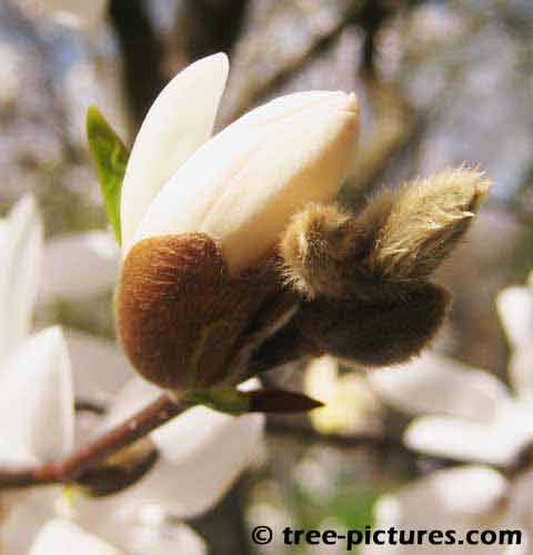 Magnolia Tree Bud