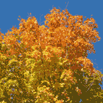 Maple Tree, yellow & orange Maple Tree Leaves