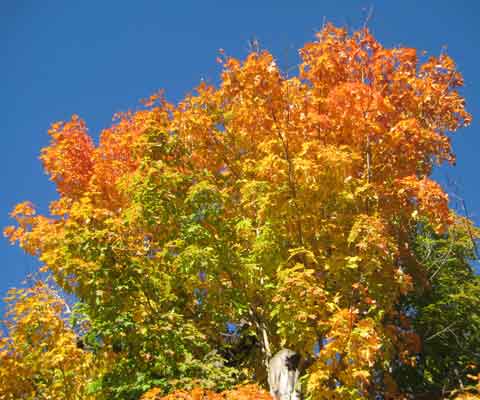 Maple Tree Leaves