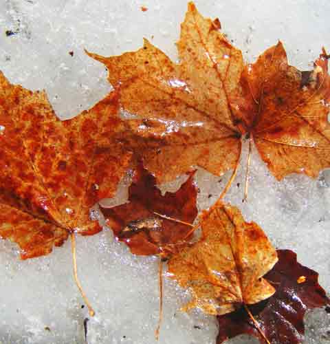 Maple Tree Leaves On Ice, Picture of Maple Tree Leaves On Ice