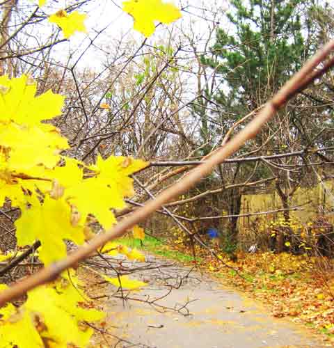 Maple Tree Path, Picture of Maple Tree Path