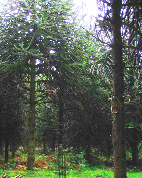 Monkey Trees, Picture of Monkey Trees