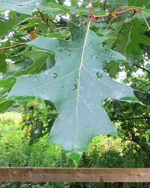 Oak Tree Leaf with Raindrops