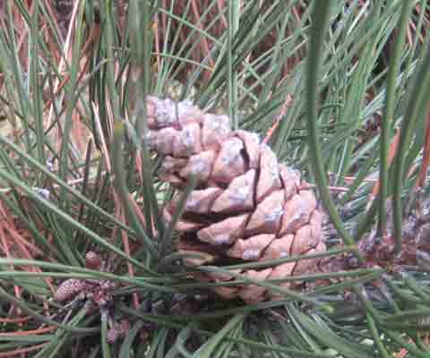 Pine Tree cone Picture