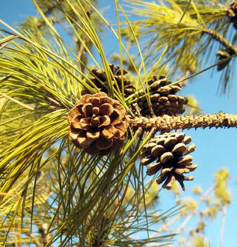 Pine Cones, Picture of Pine Tree Cone