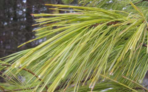 Pine Needles, Picture of Pine Tree Needles
