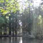 Pond Trees