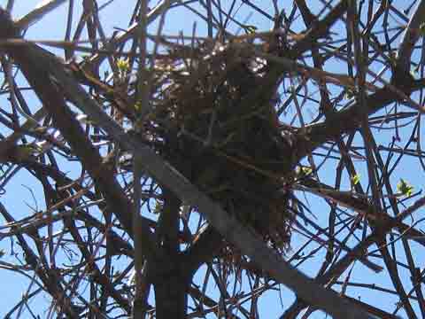 Tree Birds Nest