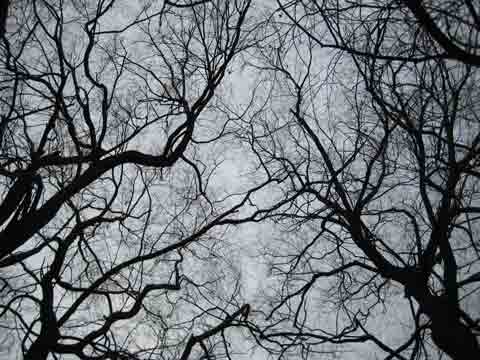 Tree Branches