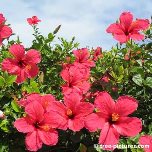 Hibiscus Pictures, Photo of Red Hibiscus Tree Flowers