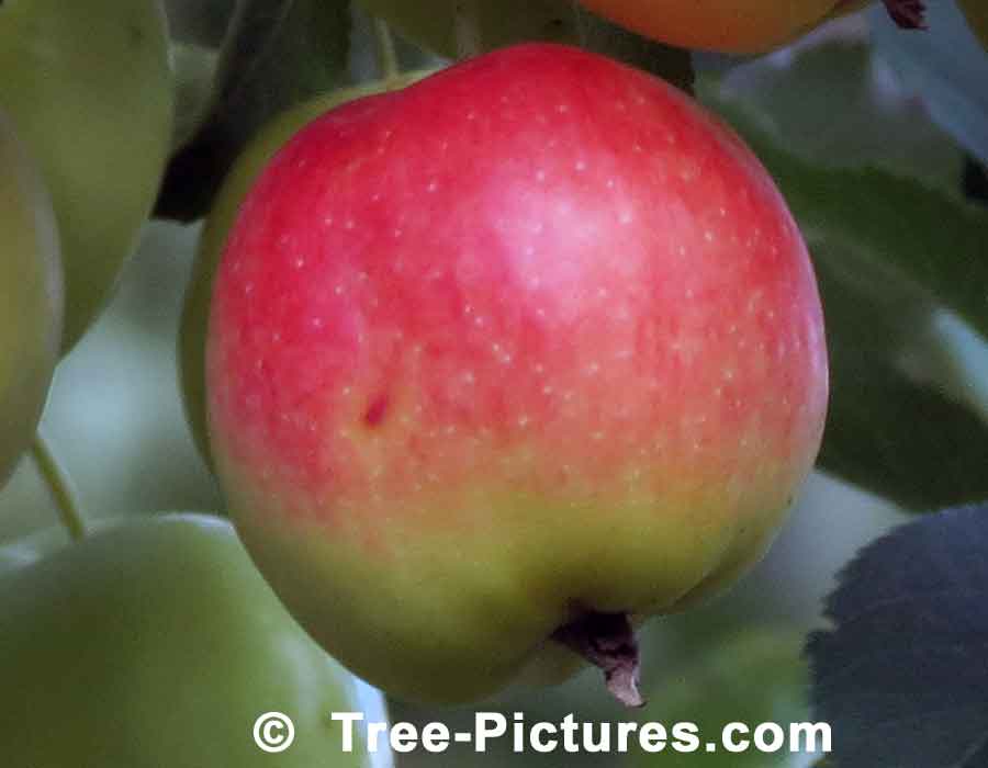 Apple: Fruit of the Apple Tree | Apple Trees at Tree-Pictures.com