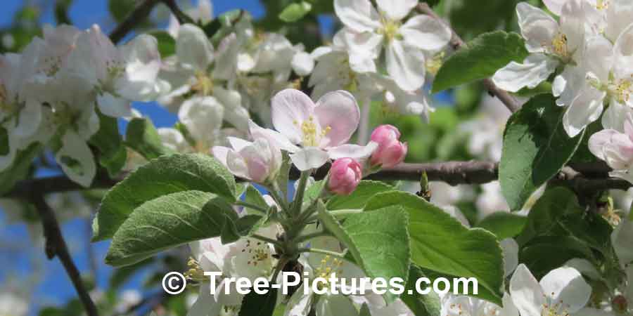 Apple Tree Picture: Apple Blossom Flowers | Apple Trees at Tree-Pictures.com