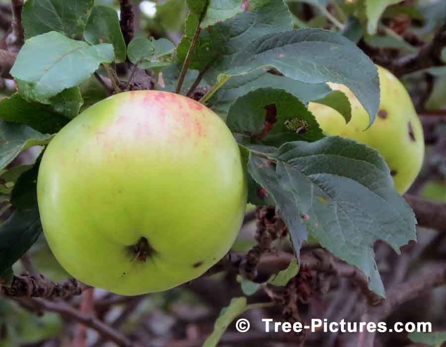 Apples Ripening on an Apple Tree in the Garden | Apples Trees at Tree-Pictures.com