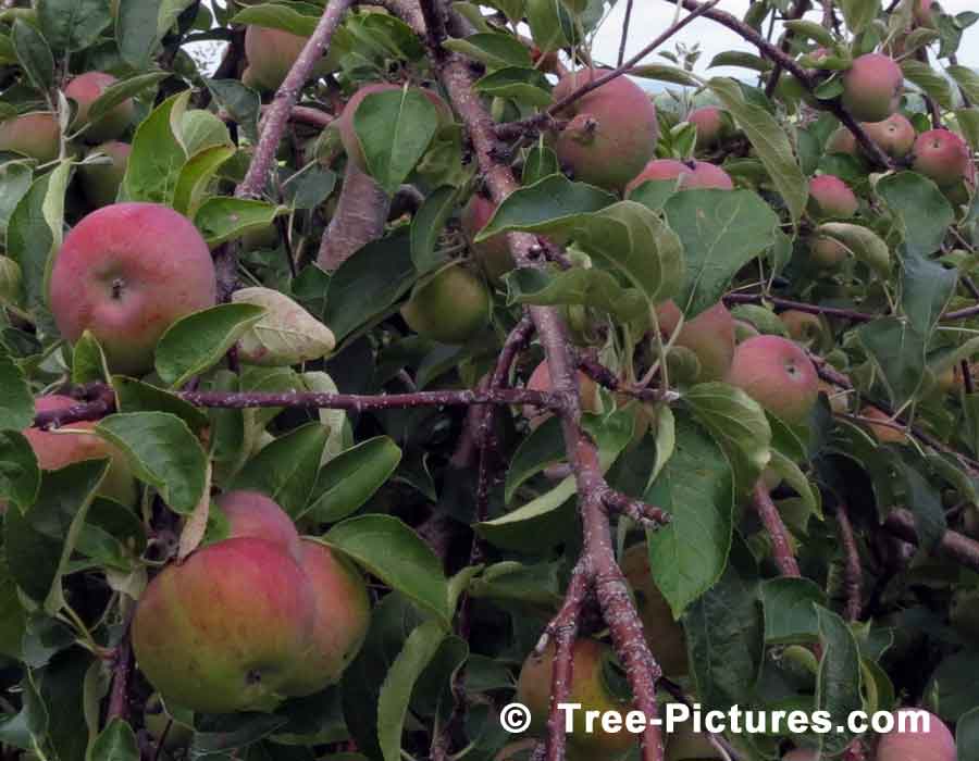 Apples Tree Fruit, Ripening Orchard Apple Trees Fruit | Apple Trees at Tree-Pictures.com