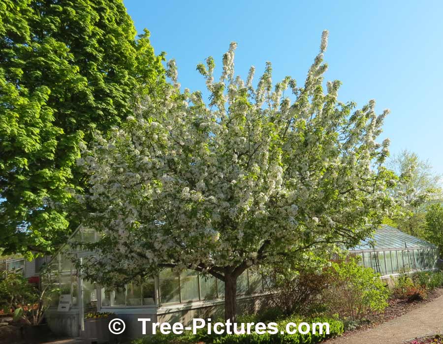 Crab Apples: Crab Apple Tree Landscaping | Apple Trees at Tree-Pictures.com
