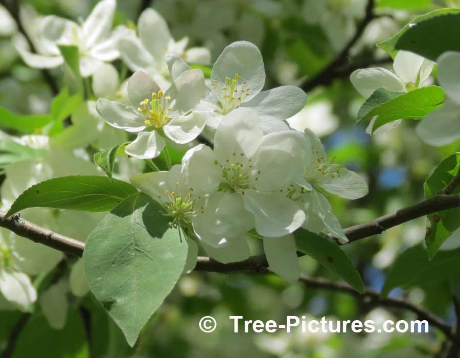 Crab Apple Tree: White Crab Apple Blossom in Spring | Apple Trees at Tree-Pictures.com