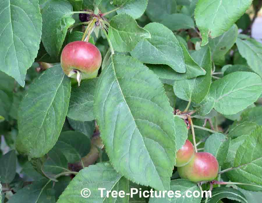 Crab Apples: Fruit and Leaf of the Crab Apple Tree | Apple Trees at Tree-Pictures.com