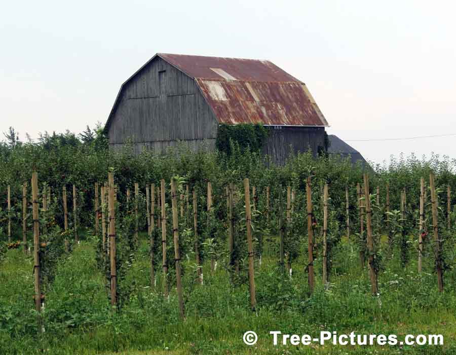 Young Apple Trees Growing in an Apple Orchard | Apple Trees at Tree-Pictures.com