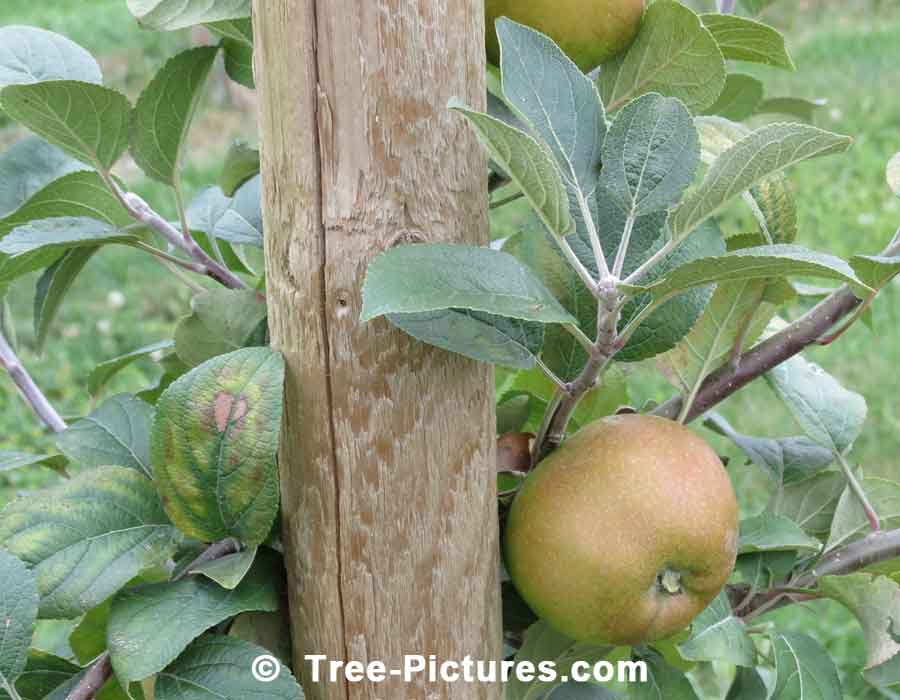 Apples: Russet Apples, Alternate Names Rusticoat, Russeting Leathercoat Apple | Apple Trees at Tree-Pictures.com