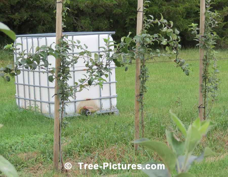 Apple Cider: Apple Saplings + Storage Bin for making Apple Ciders | Apple Trees at Tree-Pictures.com