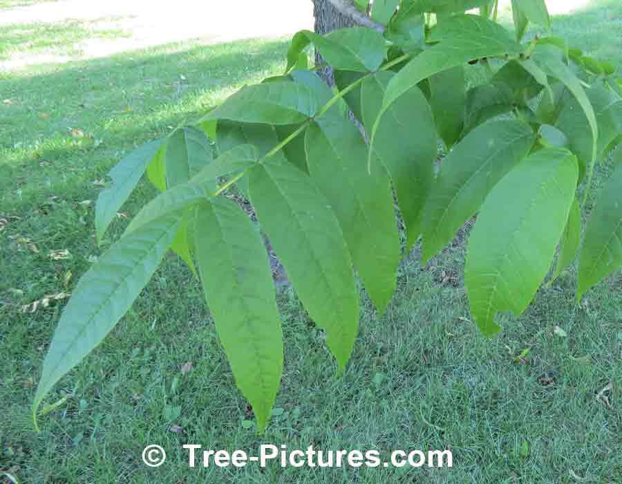 Ash Tree: Black Ash Tree Leaf, Leaves of Black Ash | Ash Trees at Tree-Pictures.com