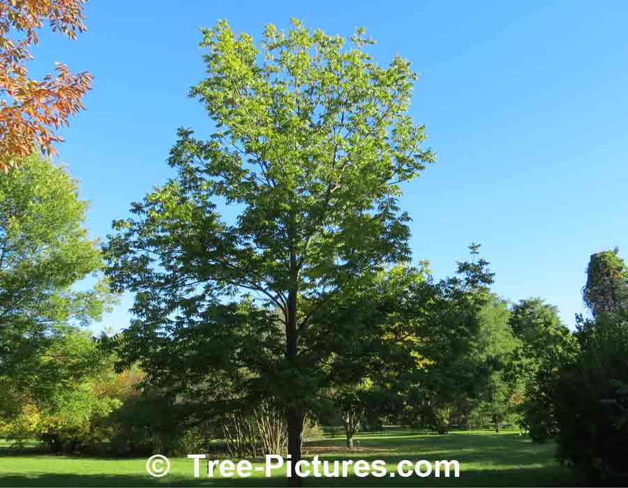 Ash Tree Identification: Black Ash Tree Species | Ash Trees at Tree-Pictures.com