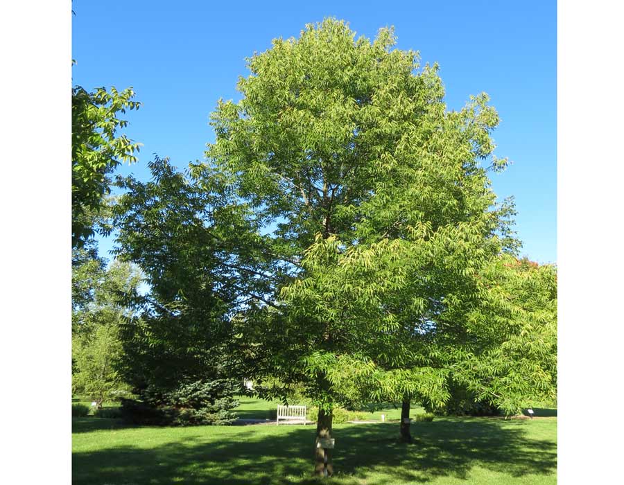 Blue Ash: Rare Species of Ash Tree | Ash Trees at Tree-Pictures.com