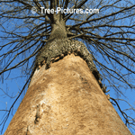 Tree Service: Ash Tree Diseased By Emerald Ash Borer Requires Tree Cutting Service | Tree Service @ Tree-Pictures.com