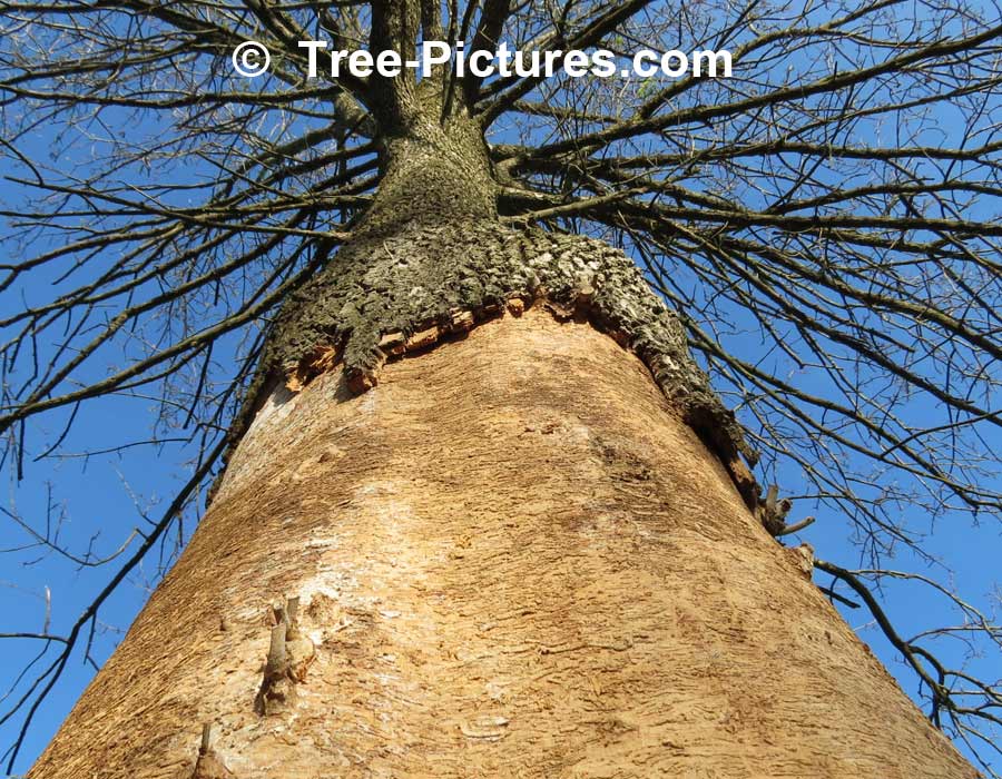 Tree Service: Ash Tree Diseased By Emerald Ash Borer Requires Tree Cutting Service | Tree Service at Tree-Pictures.com