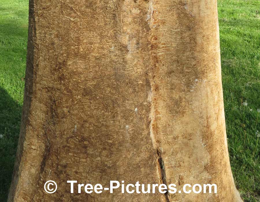 Ash Tree: Disease Caused By Emerald Ash Borer (EAB) Kills Ash Trees | Ash Trees at Tree-Pictures.com