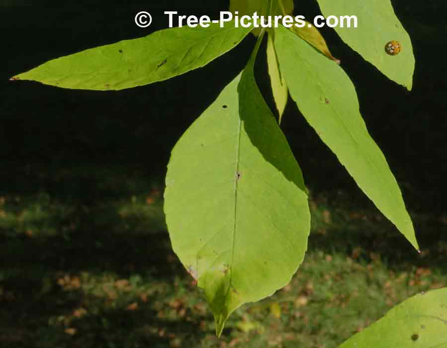 Red Ash: Leaf of Red Ash Tree, Leaves of Red Ash | Ash Trees at Tree-Pictures.com