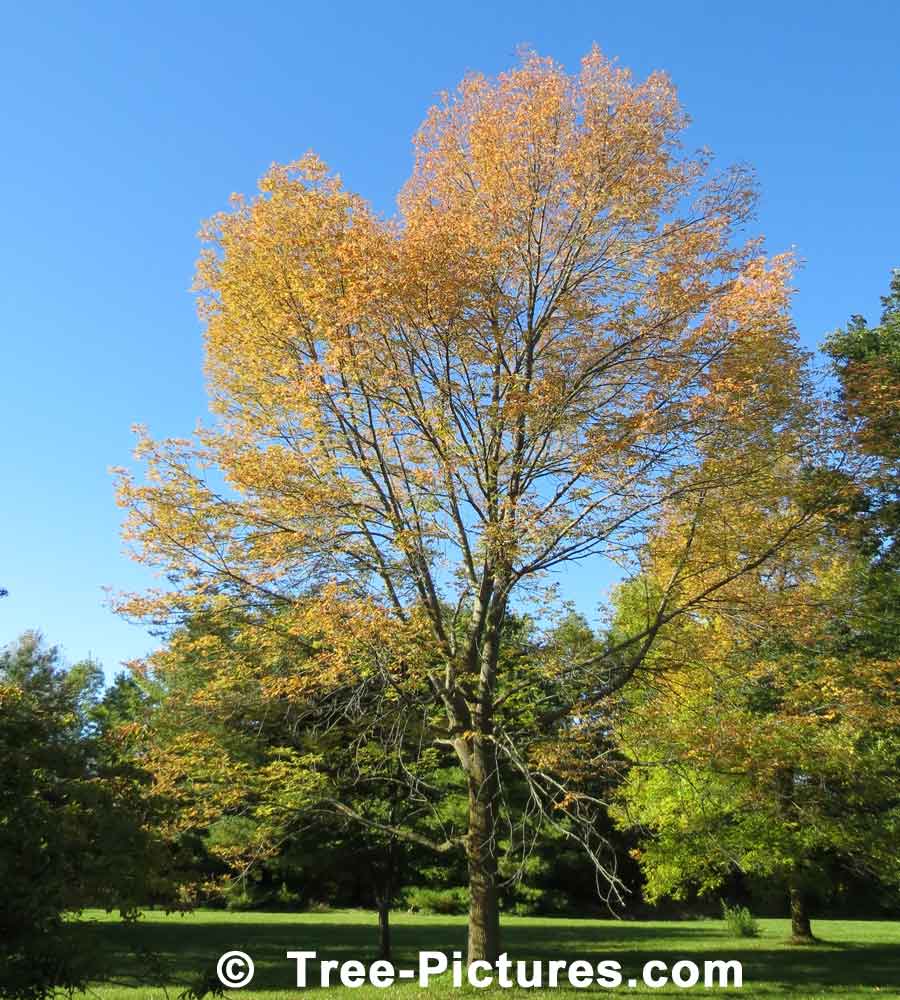 Ash Trees: White Ash Tree in Yellow Autumn Leaf Colors | Ash Trees at Tree-Pictures.com