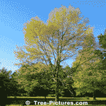 Tree Ppicture; Ash Tree: Beautiful Picture of White Ash Tree in Autumn