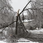 Ash Tree Destroyed By Ice Storm | Ash Trees @ Tree-Pictures.com