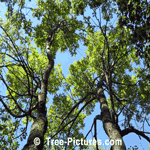 Tall White Ash Trees in the Forest | Ash Trees @ Tree-Pictures.com