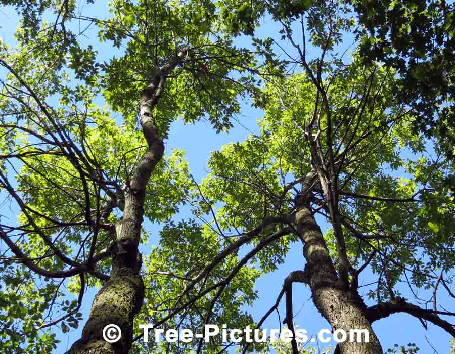 White Ash: Tall White Ash Trees in the Forest | Ash Trees at Tree-Pictures.com