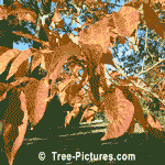White Ash: White Ash Tree with Yellow Orange Autumn Leaves | Ash Trees @ Tree-Pictures.com
