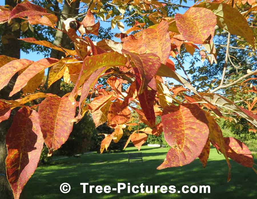 White Ash: White Ash Tree with Yellow Orange Autumn Leaves | Ash Trees at Tree-Pictures.com